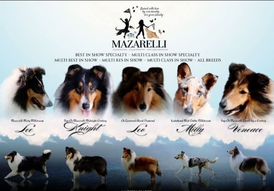 ***MAZARELLI**Collie Rough / Smooths and Shetland Sheepdogs.